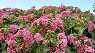 growing dombeya seminole mountain hydrangea gardendesign plants flowers garden [upl. by Aropizt334]