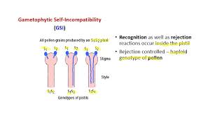 SELF INCOMPATIBILITY  BSc Agriculture  Plant Breeding [upl. by Pleasant961]