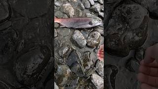 Sockeye Salmon Release Back to the Wild flyfishing fish alaska [upl. by Corneille792]