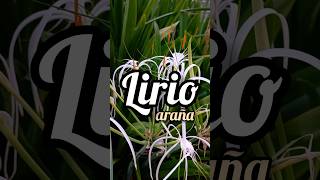 LIRIO ARAÑA Hymenocallis littoralis [upl. by Giamo]