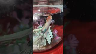 White 🤍 betta fish and fighter fish fighterfish beautiful Aquariumfish9901 [upl. by Aloysius64]