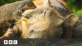 Mongoose pups give warthogs a spa day  Serengeti  BBC [upl. by Enelad550]