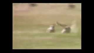 Cheetah changing directions rapidly while hunting a gazelle [upl. by Rann64]