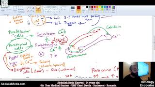 أنسجة الغدة الجار درقية Parathyroid gland histology  عبد الله رضا MD  Rocademia روكاديميا [upl. by Otxis268]