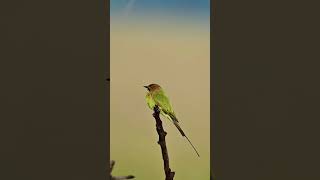 Merops Green Bee Eater birds wildlife photography [upl. by Anolla]