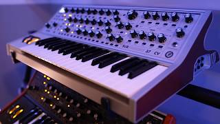 Moog Subsequent 37 Jam  TRAVLLR [upl. by Norit32]