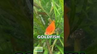 Goldfish Cased By Killifish Jerk  PART 1 [upl. by Ennaeirrac]