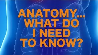 Anatomy on USMLE  Whats High Yield [upl. by Emogene]