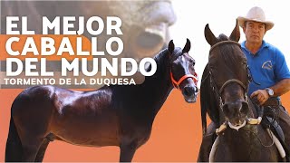 EL MEJOR CABALLO DEL MUNDO  TORMENTO DE LA DUQUESA [upl. by Grey113]