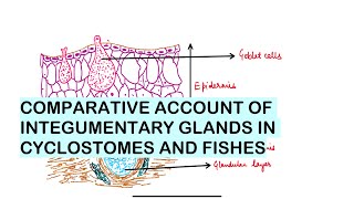 SEM II  3 COMPARATIVE ACCOUNT OF INTEGUMENTARY GLANDS CYCLOSTOMES AND FISHES [upl. by Rafael]