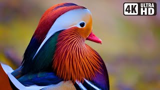 Most Exotic Birds  Relaxing Bird Sounds  Breathtaking amp Soothing Nature  Stress Relief Sounds [upl. by Ydnil147]