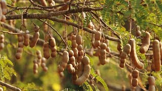 Awesome Tamarind Cultivation Technology  Tamarind farm and harvest  Tamarind Processing [upl. by Blakely832]