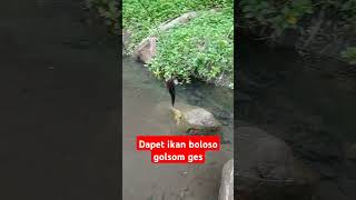 Dapet Boloso golsom ges shortvideo like subscribe shorts viralvideo ikanbatu fishing engler [upl. by Adara729]