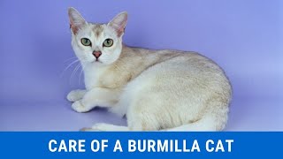 How to take care of a Burmilla cat updated 2021 [upl. by Llennhoj]