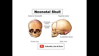 Neonatal Skull  Features Fontanelles amp its importance Growth of the skull [upl. by Ardnaek554]