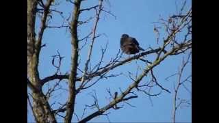 Blackbird The voice of a blackbird singing [upl. by Hesoj]