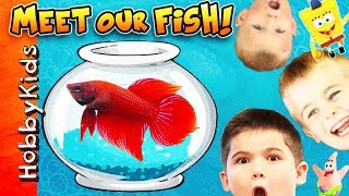 We Get New Fish and Tanks  Surprise Eggs with HobbyKids [upl. by Sly]