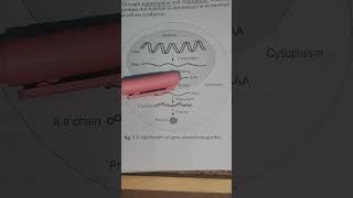 Gene Regulation Explained Mechanisms amp Pathways  Molecular Biology Tutorial [upl. by Naej318]