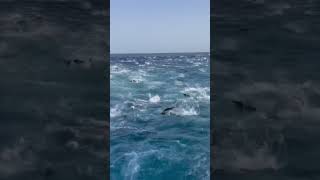 Absolute Tuna Madness fish fisherman bluemarlin fishing fishinglife fishingvideotunabigfish [upl. by Lerrud365]