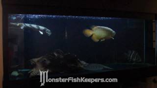 ezmans Monster Tank  MonsterFishKeeperscom  HD Quality [upl. by Anrehs]