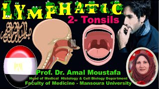 Histology of the Tonsils Dr Amal moustafa [upl. by Lua]