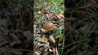 Boletus edulisricordi [upl. by Ynaffat]