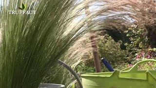 Comment planter la graminée Stipa  cheveux dange au jardin   Truffaut [upl. by Vargas]