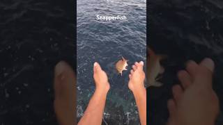 snapperfish catchandrelease fishing shortsvideo [upl. by Atinihs]