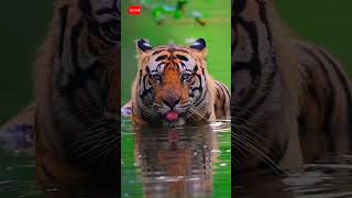 Tiger life in jungle 🐅 tiger bigcats youtube pets viralshorts [upl. by Chavez478]