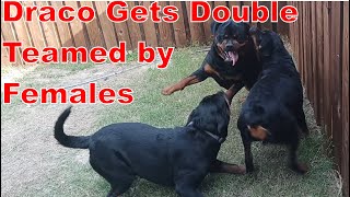 Draco the Male Rottweiler Out with the Female Dogs [upl. by Marbut]