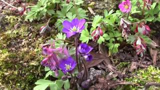 Bulb Log Video Diary Supplement 22 03 16 Erythronium Corydalis and Hepatica [upl. by Atlas]