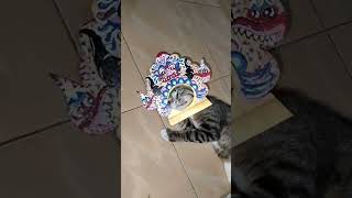 barongan kucing rogo samboyo putro [upl. by Dloraj]