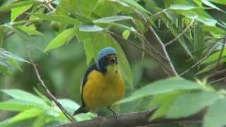 JILGUERO macho vocalizando Antillean Euphonia  Chlorophonia musica [upl. by Ila447]