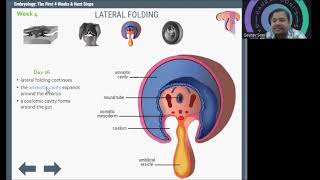 Embryological Development in week 4 [upl. by Ylyl]