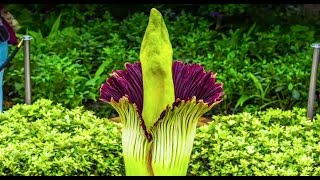 Corpse Flower Timelapse Video Chicago Botanic Garden [upl. by Ohploda]