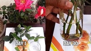 24How to grow rose plant from cuttings in water with result update [upl. by Ilram]