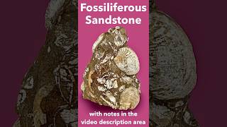 Fossiliferous Sandstone identified [upl. by Enaoj]