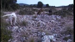 Traditional Hare Hunting in Greece A TS TV Production [upl. by Gatias173]