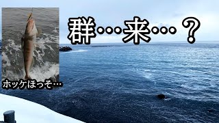 いつの間にかのニシンの群来とホッケ遊び【 北海道 釣り 】 [upl. by Analem430]