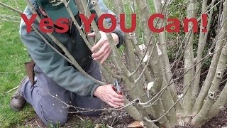 How to Prune Rose of Sharon Hibiscus syriacus [upl. by Yelyk791]