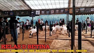 kontes kambing pe ras kaligesing dan kambing boer pacitan❗❗ [upl. by Duomham]