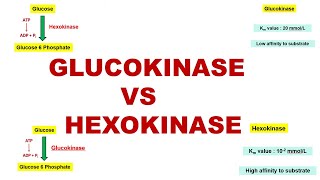 Glucokinase vs Hexokinase  Glycogenesis  Glycolytic Enzymes  Dr Ghanshyam Jangid [upl. by Norbel596]