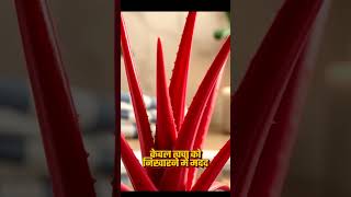 Proveda Products।। Red Aloevera Proveda Redaloevera Skin [upl. by Naik737]