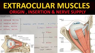 Extraocular Muscles Anatomy 22  Origin Insertion amp Nerve Supply [upl. by Ayek]