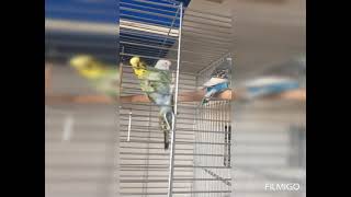 Budgies Funny Times ☘️ [upl. by Dorri966]