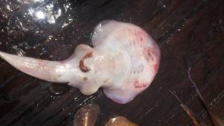 Electric Ray gives birth after being caught [upl. by Terrena]