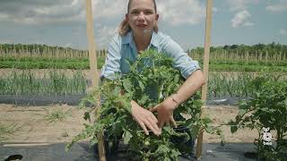 Tomato Pruning with Bejo USA [upl. by Nnahaid]