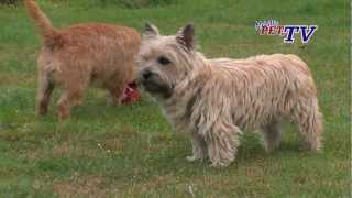 Cairn Terrier Informationen zur Rasse [upl. by Nitsugua498]