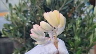 Cotyledon Orbiculata Oophylla variegated [upl. by Elleinnad584]