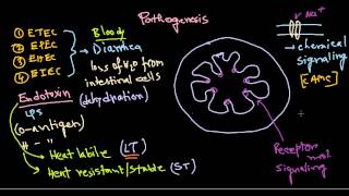 Escherichia coli pathogenesis [upl. by Thekla]